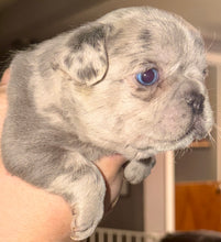 Load image into Gallery viewer, “Strudel” Female Merle French Bulldog [AVAILABLE]