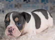 Load image into Gallery viewer, Tina - Female English Bulldog Puppy