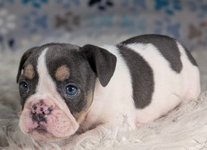 Tina - Female English Bulldog Puppy