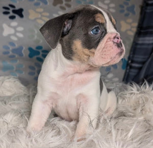 Tina - Female English Bulldog Puppy