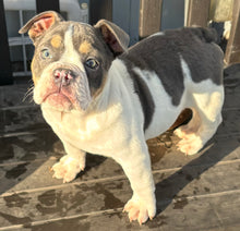 Load image into Gallery viewer, Tina - Female English Bulldog Puppy [CLAIMED]