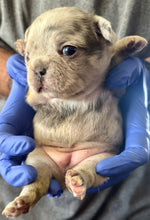 Load image into Gallery viewer, “Strudel” Female Merle French Bulldog [AVAILABLE]