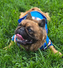 Load image into Gallery viewer, Samsquanch - Red Fawn Fluffy French Bulldog, 4yo Male