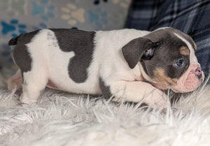 Tina - Female English Bulldog Puppy