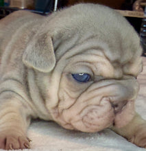 Load image into Gallery viewer, Lilac &amp; Tan Velvet Big Rope Female French Bulldog Puppy [AVAILABLE]