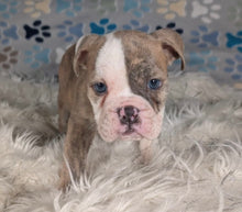 Load image into Gallery viewer, Linda - Female English Bulldog Puppy