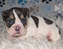 Load image into Gallery viewer, Tina - Female English Bulldog Puppy