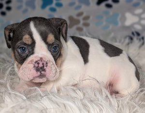 Tina - Female English Bulldog Puppy