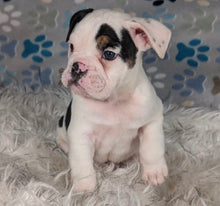 Load image into Gallery viewer, Bob - Male English Bulldog Puppy