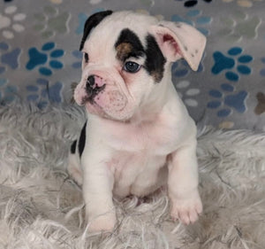 Bob - Male English Bulldog Puppy