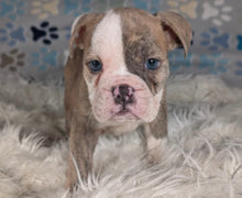 Load image into Gallery viewer, Linda - Female English Bulldog Puppy