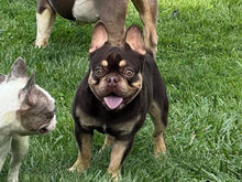 Load image into Gallery viewer, Bubba - 2yo Rojo &amp; Tan French Bulldog Male
