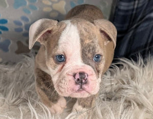 Linda - Female English Bulldog Puppy