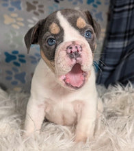 Load image into Gallery viewer, Tina - Female English Bulldog Puppy