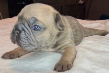 Load image into Gallery viewer, Fawn Big Rope Female French Bulldog Puppy [AVAILABLE]