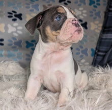 Load image into Gallery viewer, Tina - Female English Bulldog Puppy