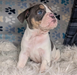 Tina - Female English Bulldog Puppy