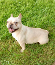 Load image into Gallery viewer, Ingrid - Cream French Bulldog, 2yo Female