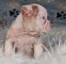 Load image into Gallery viewer, Louise - Female English Bulldog Puppy (HOLDING)