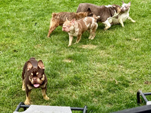 Load image into Gallery viewer, Bubba - 2yo Rojo &amp; Tan French Bulldog Male