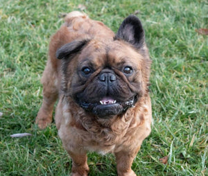 Samsquanch - Red Fawn Fluffy French Bulldog, 4yo Male
