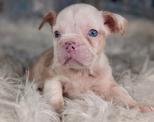 Load image into Gallery viewer, Louise - Female English Bulldog Puppy (HOLDING)