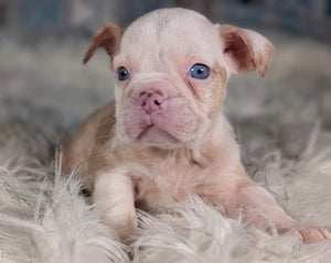 Louise - Female English Bulldog Puppy (HOLDING)