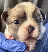 Load image into Gallery viewer, “Pandora” Female Fluffy Panda Pied French Bulldog [HOLDING]