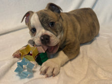 Load image into Gallery viewer, Linda - Female English Bulldog Puppy