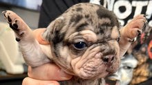 Load image into Gallery viewer, “Quill” Velvet Merle &amp; Tan Big Rope Frenchie - Male [CLAIMED]