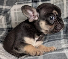 Load image into Gallery viewer, Mary - Female French Bulldog Puppy (HOLDING)