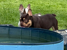 Load image into Gallery viewer, Bubba - 2yo Rojo &amp; Tan French Bulldog Male