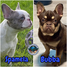 Load image into Gallery viewer, “Mocha” - Isabella Fluffy French Bulldog, Female [CLAIMED]