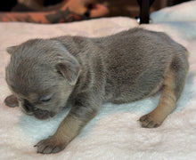 Load image into Gallery viewer, Blue &amp; Tan Female French Bulldog Puppy [AVAILABLE]