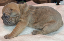 Load image into Gallery viewer, Fawn Big Rope Female French Bulldog Puppy [AVAILABLE]