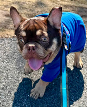 Load image into Gallery viewer, Bubba - 2yo Rojo &amp; Tan French Bulldog Male