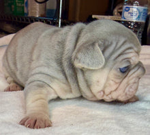 Load image into Gallery viewer, Lilac &amp; Tan Velvet Big Rope Female French Bulldog Puppy [AVAILABLE]