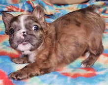 Load image into Gallery viewer, &quot;Hazelnut&quot; Female Fluffy French Bulldog