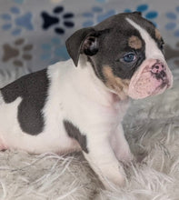 Load image into Gallery viewer, Tina - Female English Bulldog Puppy