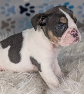 Tina - Female English Bulldog Puppy