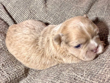 Load image into Gallery viewer, “Mocha” - Isabella Fluffy French Bulldog, Female [CLAIMED]