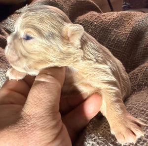 “Mocha” - Isabella Fluffy French Bulldog, Female [CLAIMED]