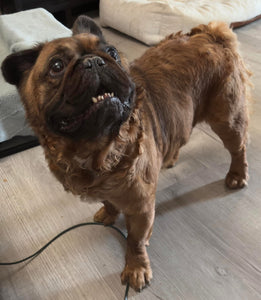 Samsquanch - Red Fawn Fluffy French Bulldog, 4yo Male