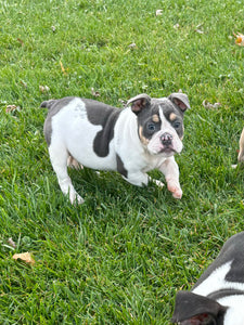 Tina - Female English Bulldog Puppy [CLAIMED]