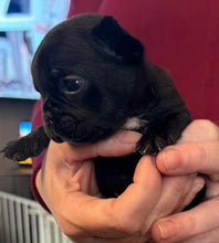 Load image into Gallery viewer, “Ernie” Black French Bulldog Male [AVAILABLE]