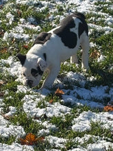 Load image into Gallery viewer, Bob - Male English Bulldog Puppy