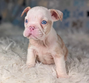 Louise - Female English Bulldog Puppy (HOLDING)