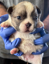 Load image into Gallery viewer, “Pandora” Female Fluffy Panda Pied French Bulldog [HOLDING]