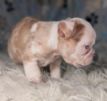 Load image into Gallery viewer, Louise - Female English Bulldog Puppy (HOLDING)