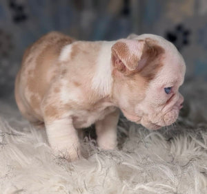 Louise - Female English Bulldog Puppy (HOLDING)